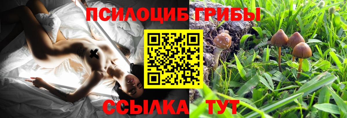 Галлюциногенные грибы Psilocybe Вятские Поляны
